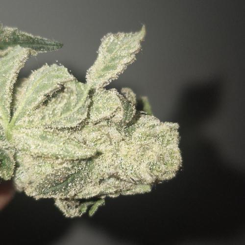 Flower tent 3x4 vivosun 4500wled. Week 9
