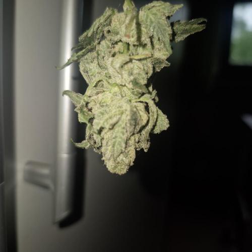 Flower tent 3x4 vivosun 4500wled. Week 9
