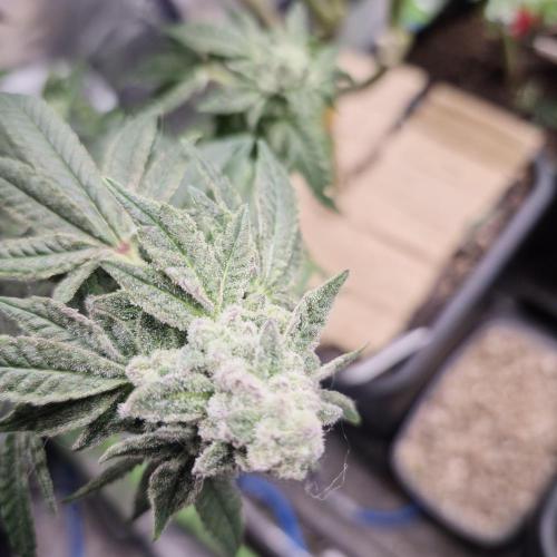 Flower tent 3x4 vivosun 4500wled. Week 9