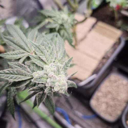 Flower tent 3x4 vivosun 4500wled. Week 9