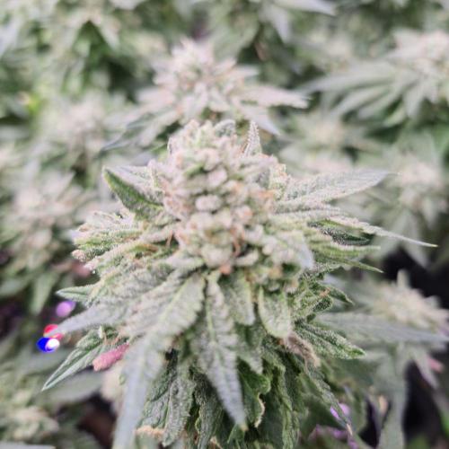Flower tent 3x4 vivosun 4500wled. Week 9