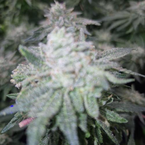 Flower tent 3x4 vivosun 4500wled. Week 9