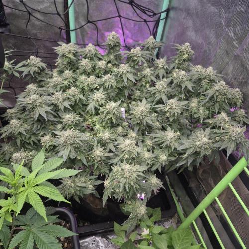 Flower tent 3x4 vivosun 4500wled. Week 9