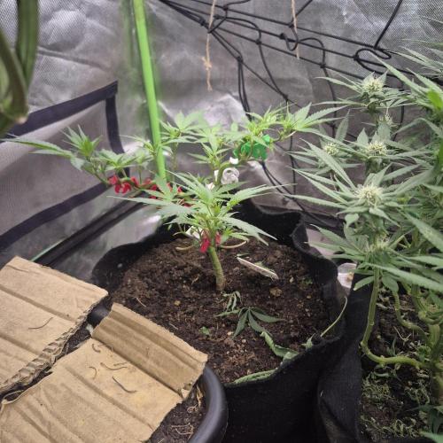 Flower tent 3x4 vivosun 4500wled. Week 9
