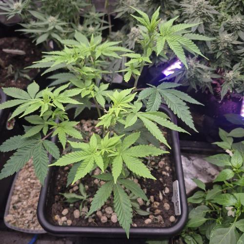 Flower tent 3x4 vivosun 4500wled. Week 9