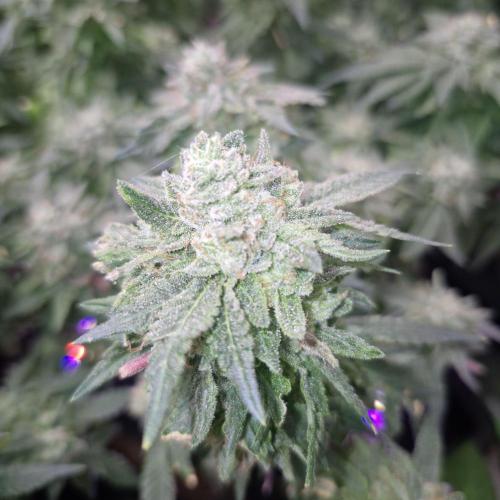 Flower tent 3x4 vivosun 4500wled. Week 9