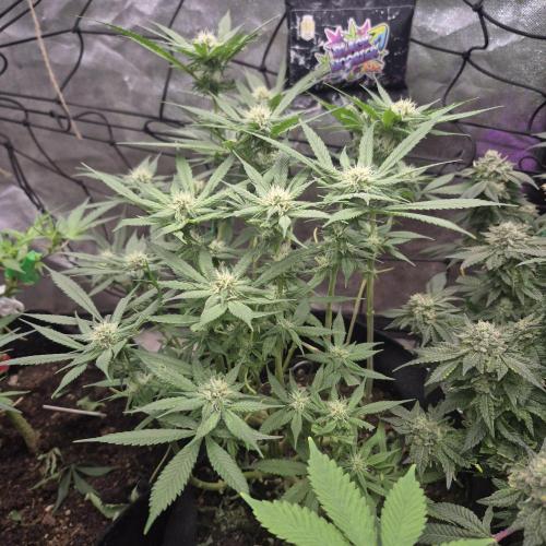 Flower tent 3x4 vivosun 4500wled. Week 9