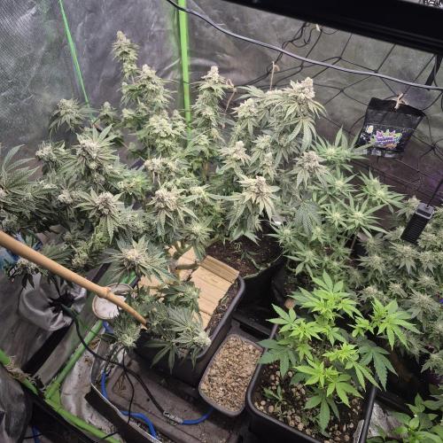 Flower tent 3x4 vivosun 4500wled. Week 9