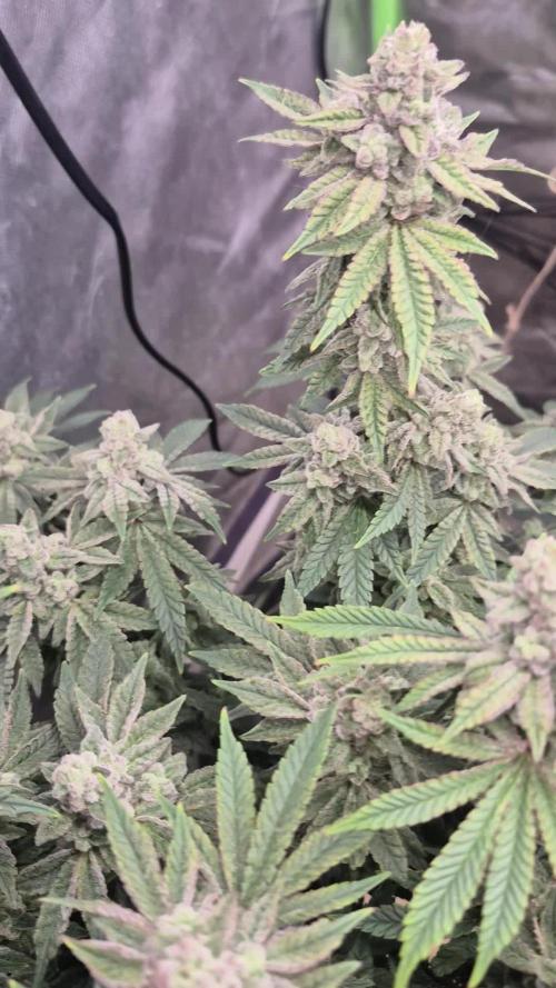 FF trop.cookies 420fastbuds