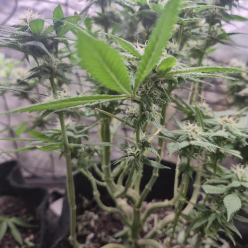 FF trop.cookies 420fastbuds. Week 10