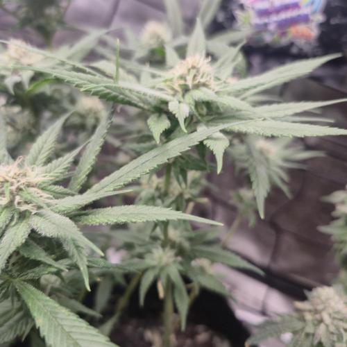 FF trop.cookies 420fastbuds. Week 10