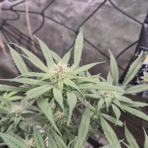 Tropicana Cookies FF. Week 10