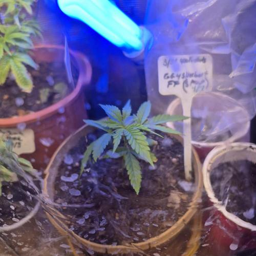 GG4 SHERBERT FF 420FASTBUDS GERMINATION. Week 5