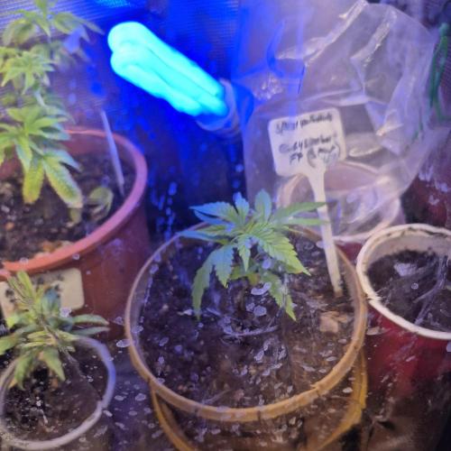 GG4 SHERBERT FF 420FASTBUDS GERMINATION. Week 5