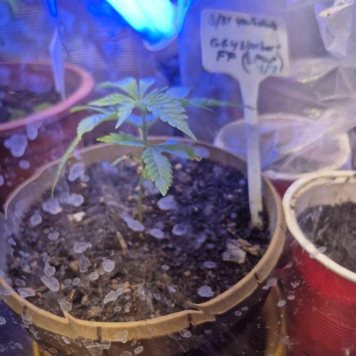 GG4 Sherbet FF. Week 5