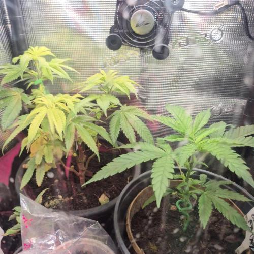 GG4 SHERBERT FF 420FASTBUDS GERMINATION. Week 6