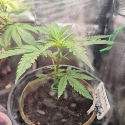 GG4 SHERBERT FF 420FASTBUDS GERMINATION. Week 6