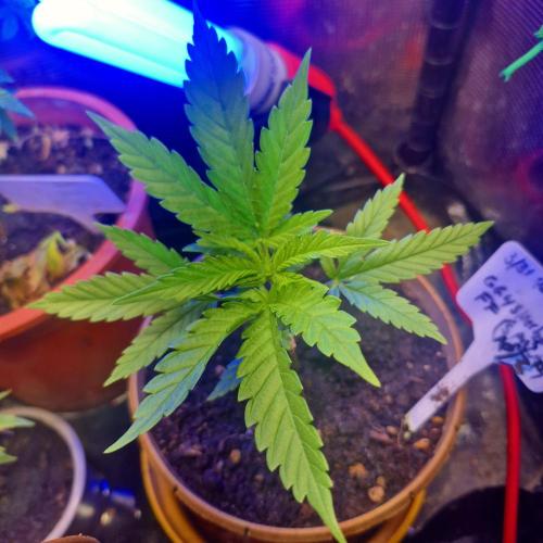 GG4 SHERBERT FF 420FASTBUDS GERMINATION. Week 6