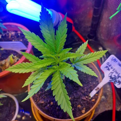 GG4 SHERBERT FF 420FASTBUDS GERMINATION. Week 6