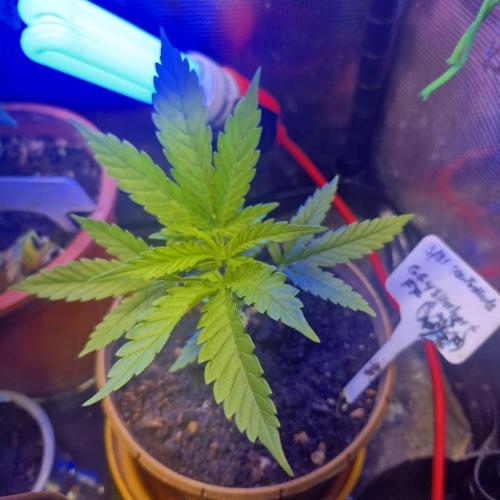 GG4 SHERBERT FF 420FASTBUDS GERMINATION. Week 6