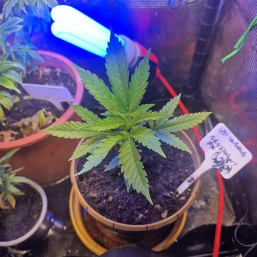 GG4 SHERBERT FF 420FASTBUDS GERMINATION. Week 6