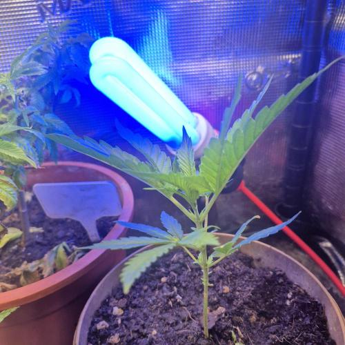 GG4 SHERBERT FF 420FASTBUDS GERMINATION. Week 6