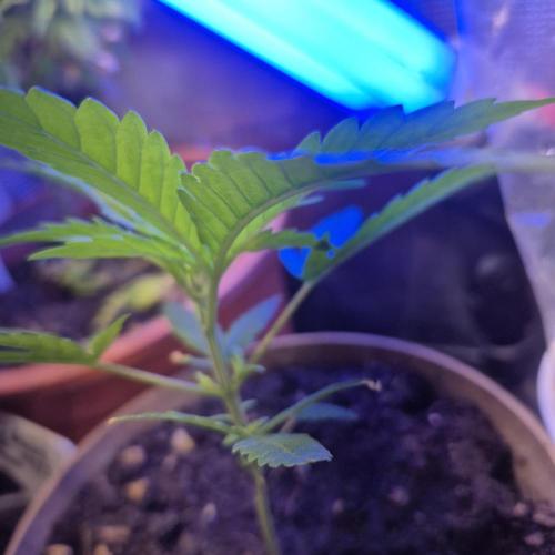 GG4 SHERBERT FF 420FASTBUDS GERMINATION. Week 6