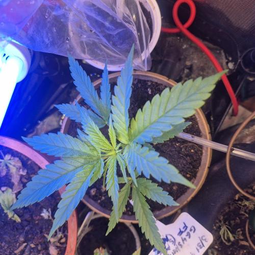 GG4 SHERBERT FF 420FASTBUDS GERMINATION. Week 6