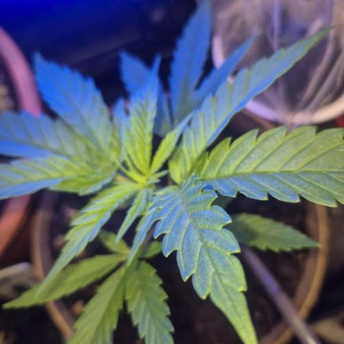 GG4 SHERBERT FF 420FASTBUDS GERMINATION. Week 6