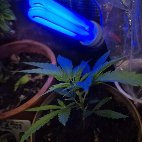 GG4 SHERBERT FF 420FASTBUDS GERMINATION. Week 6