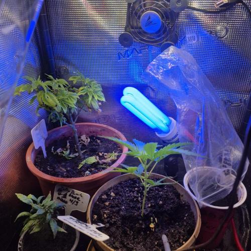 GG4 Sherbet FF. Week 6