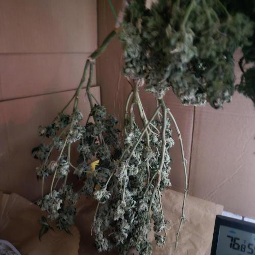 Flower tent 3x4 vivosun 4500wled. Week 10