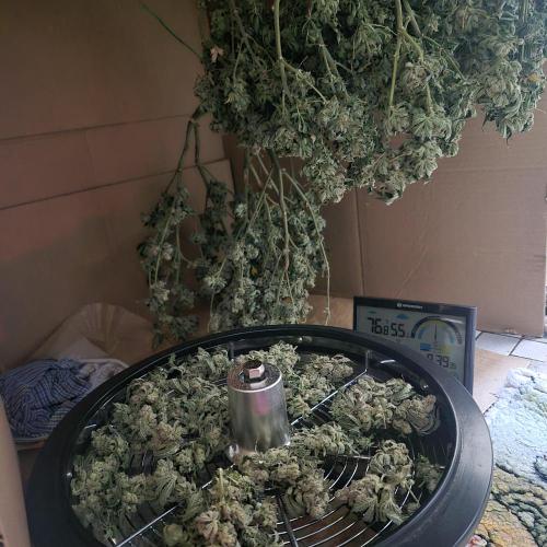 Flower tent 3x4 vivosun 4500wled. Week 10