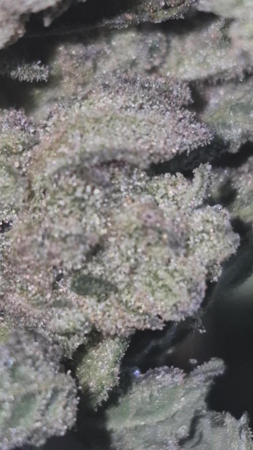 Flower tent 3x4 vivosun 4500wled. Week 10