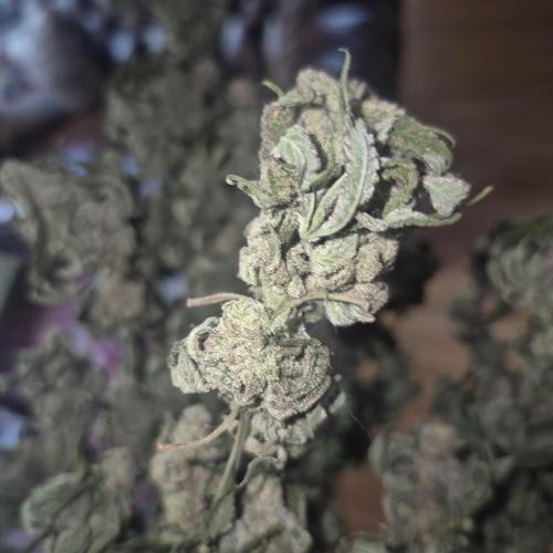 Flower tent 3x4 vivosun 4500wled. Week 10