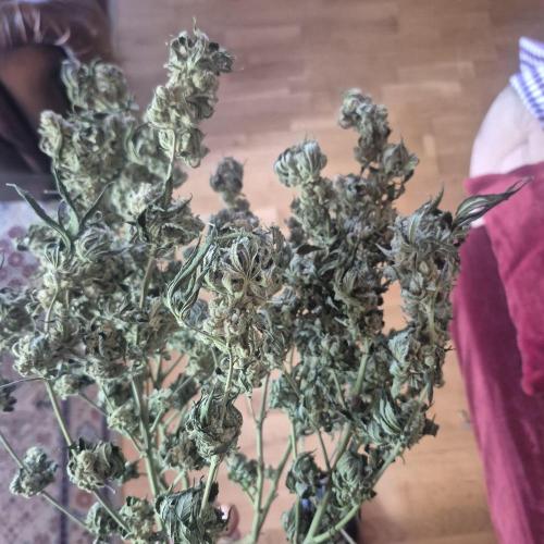 Flower tent 3x4 vivosun 4500wled. Week 10