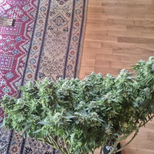 Flower tent 3x4 vivosun 4500wled. Week 10