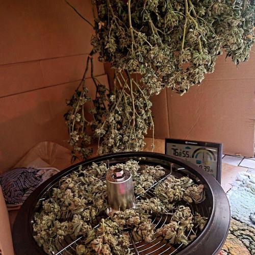 Flower tent 3x4 vivosun 4500wled. Week 10