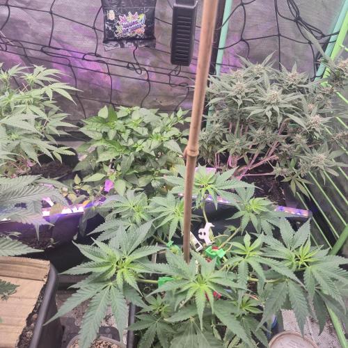 FF trop.cookies 420fastbuds. Week 11