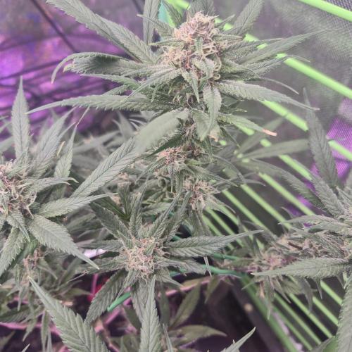 FF trop.cookies 420fastbuds. Week 11