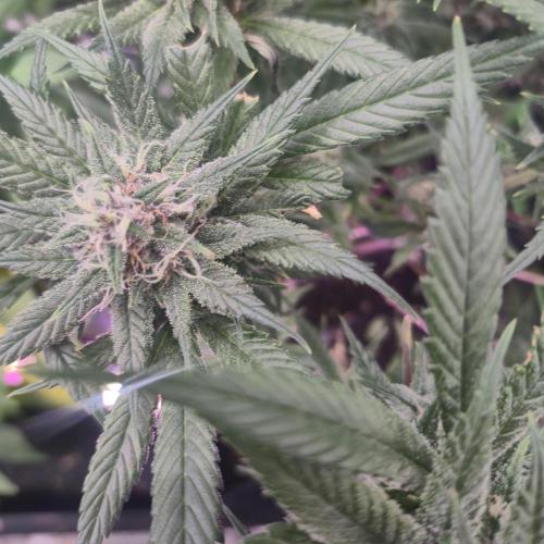 FF trop.cookies 420fastbuds. Week 11