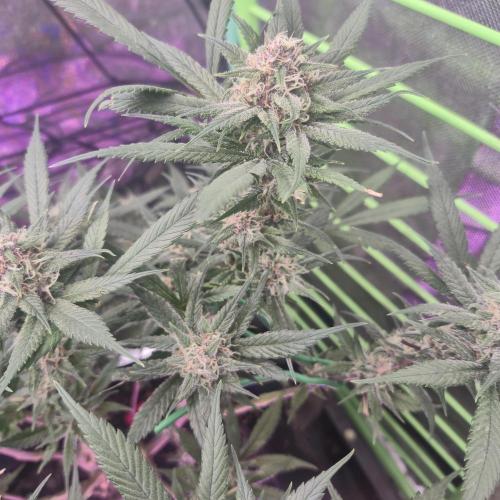FF trop.cookies 420fastbuds. Week 11