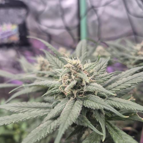 FF trop.cookies 420fastbuds. Week 11
