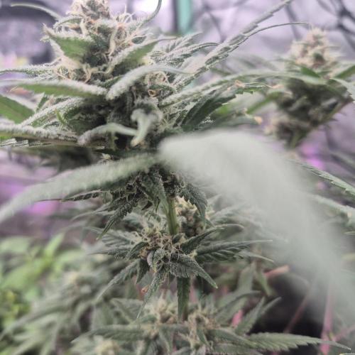 FF trop.cookies 420fastbuds. Week 11