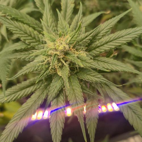 FF trop.cookies 420fastbuds. Week 11