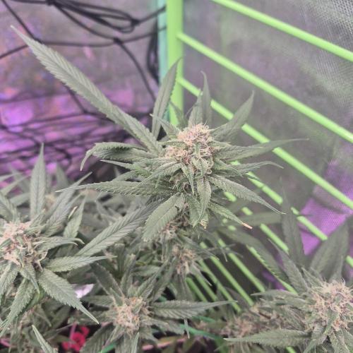 FF trop.cookies 420fastbuds. Week 11