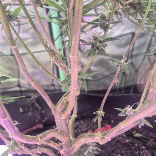 FF trop.cookies 420fastbuds. Week 11