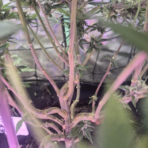 FF trop.cookies 420fastbuds. Week 11