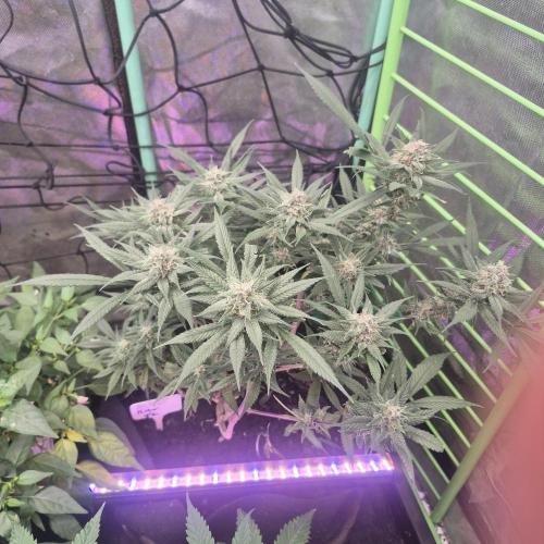 FF trop.cookies 420fastbuds. Week 11