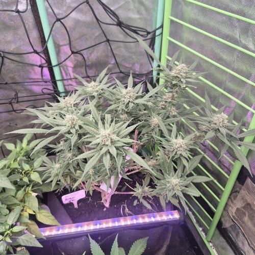 FF trop.cookies 420fastbuds. Week 11
